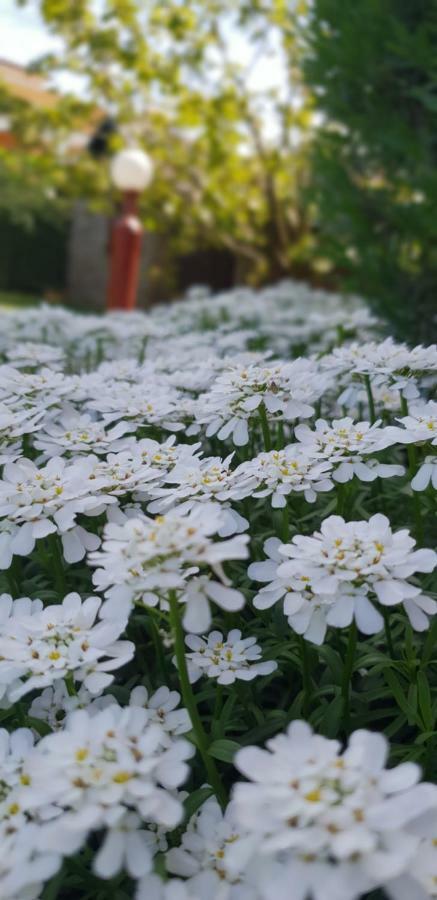 Apartma Jelka Novigrad Istria 외부 사진